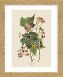 Black & Yellow Warblers (Framed) -  John James Audubon - McGaw Graphics