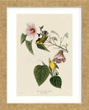 Blue-Winged Yellow Warbler (Framed) -  John James Audubon - McGaw Graphics