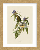 Connecticut Warbler (Framed) -  John James Audubon - McGaw Graphics