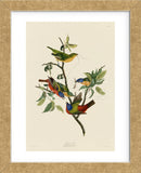 Painted Finch (Framed) -  John James Audubon - McGaw Graphics