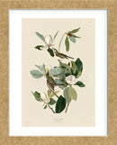 Warbling Flycatcher (Framed) -  John James Audubon - McGaw Graphics