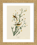 Yellow Red-Poll Warbler (Framed) -  John James Audubon - McGaw Graphics