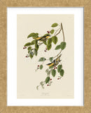 Carbonated Warbler (Framed) -  John James Audubon - McGaw Graphics