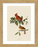 Cardinal Grosbeak (Framed) -  John James Audubon - McGaw Graphics