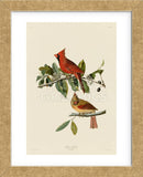 Cardinal Grosbeak (Framed) -  John James Audubon - McGaw Graphics