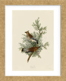 Cedar Bird (Framed) -  John James Audubon - McGaw Graphics