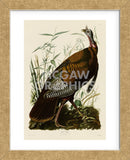 Wild Turkey I (Framed) -  John James Audubon - McGaw Graphics