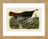 Wild Turkey II (Framed) -  John James Audubon - McGaw Graphics