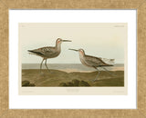 Long-Legged Sandpiper (Framed) -  John James Audubon - McGaw Graphics