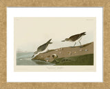 Semipalmated Sandpiper (Framed) -  John James Audubon - McGaw Graphics