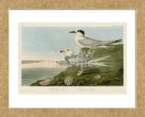 Havell’s Tern & Trudeau’s Tern (Framed) -  John James Audubon - McGaw Graphics