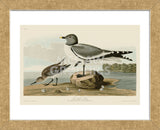 Fork-Tailed Gull (Framed) -  John James Audubon - McGaw Graphics