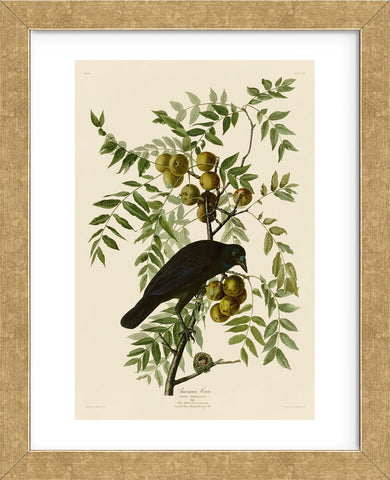 American Crow (Framed) -  John James Audubon - McGaw Graphics