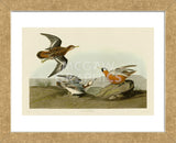 Red Phalarope (Framed) -  John James Audubon - McGaw Graphics