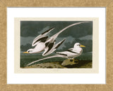 Tropic Bird (Framed) -  John James Audubon - McGaw Graphics