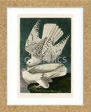 Iceland or Jer Falcon (Framed) -  John James Audubon - McGaw Graphics
