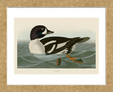 Golden-eye Duck (Framed) -  John James Audubon - McGaw Graphics