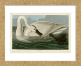 Trumpeter Swan (Framed) -  John James Audubon - McGaw Graphics