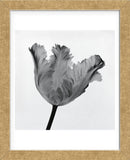 Parrot Tulip I  (Framed) -  Tom Artin - McGaw Graphics