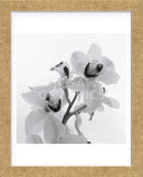 Orchid Spray II  (Framed) -  Tom Artin - McGaw Graphics