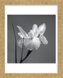 Iris I (Framed) -  Tom Artin - McGaw Graphics