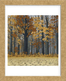 Autumn Wood  (Framed) -  Timothy Arzt - McGaw Graphics