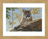 Front Range Cougar  (Framed) -  Kalon Baughan - McGaw Graphics
