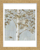 Birch Study II (Framed) -  Daphné B - McGaw Graphics