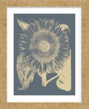 Sunflower 2 (Framed) -  Botanical Series - McGaw Graphics