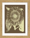 Sunflower 3 (Framed) -  Botanical Series - McGaw Graphics
