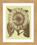 Sunflower 4 (Framed) -  Botanical Series - McGaw Graphics