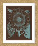 Sunflower 6 (Framed) -  Botanical Series - McGaw Graphics