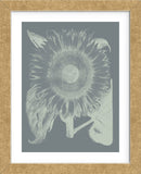 Sunflower 7 (Framed) -  Botanical Series - McGaw Graphics