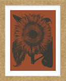 Sunflower 9 (Framed) -  Botanical Series - McGaw Graphics