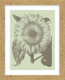 Sunflower 11 (Framed) -  Botanical Series - McGaw Graphics