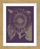 Sunflower 13 (Framed) -  Botanical Series - McGaw Graphics
