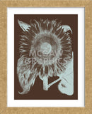 Sunflower 17 (Framed) -  Botanical Series - McGaw Graphics