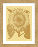 Sunflower 19 (Framed) -  Botanical Series - McGaw Graphics