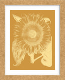 Sunflower 20 (Framed) -  Botanical Series - McGaw Graphics