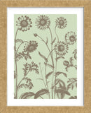Chrysanthemum 11 (Framed) -  Botanical Series - McGaw Graphics