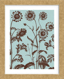 Chrysanthemum 18 (Framed) -  Botanical Series - McGaw Graphics