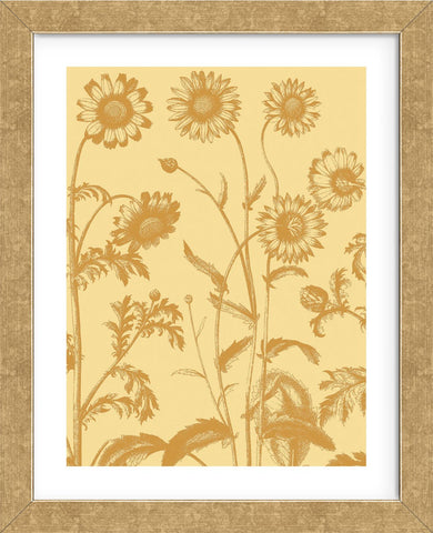 Chrysanthemum 19 (Framed) -  Botanical Series - McGaw Graphics