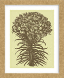 Lilies 4 (Framed) -  Botanical Series - McGaw Graphics