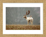 Fallow Love (Framed) -  Mark Bridger - McGaw Graphics