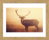 Yellow (Framed) -  Mark Bridger - McGaw Graphics