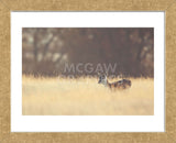 Small One (Framed) -  Mark Bridger - McGaw Graphics