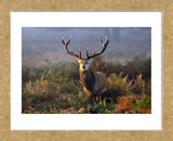 King of Richmond (Framed) -  Mark Bridger - McGaw Graphics