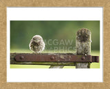 Fuzzball (Framed) -  Mark Bridger - McGaw Graphics