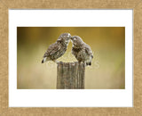 Another Little Peck (Framed) -  Mark Bridger - McGaw Graphics