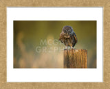 Look Into My Eyes (Framed) -  Mark Bridger - McGaw Graphics